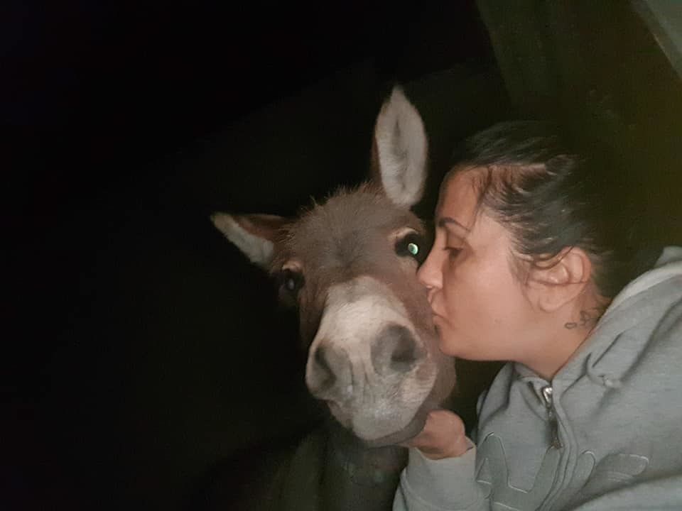 Villasor, la felicità a metà di Maria: “I ladri mi hanno riportato Lorenzo, dove sono gli altri due asini?”