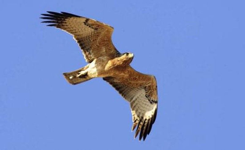 Orrore a Giba, “uccisa un’aquila del Bonelli: chi ha imbracciato il fucile è un idiota”