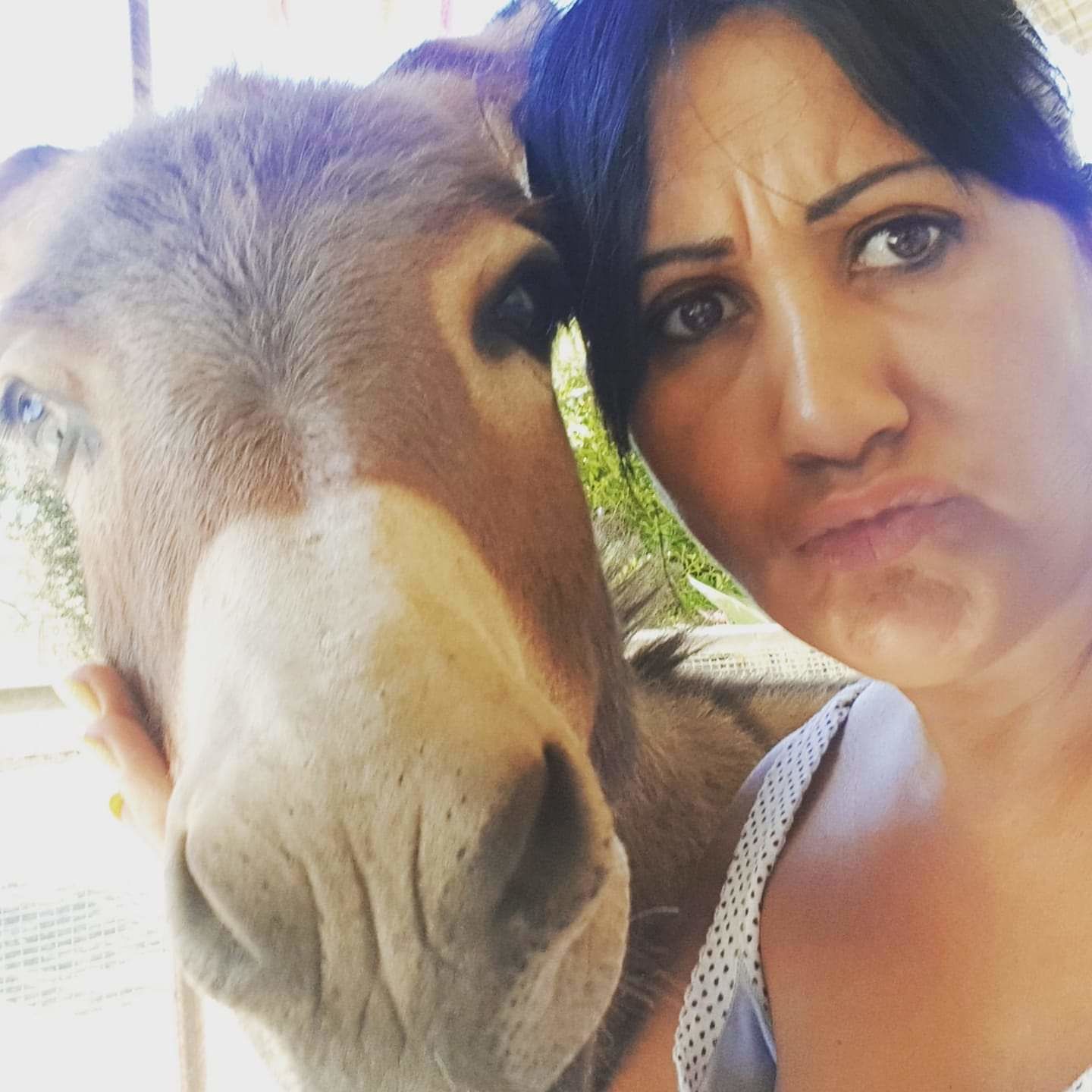 Villasor, le lacrime di Maria: “Hanno rubato i miei tre asini, sono disperata”