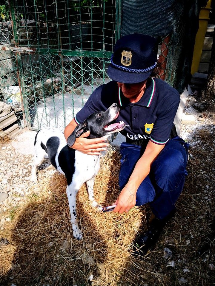 Sardegna sempre più vicina agli animali, via alle selezioni per aspiranti guardie ecozoofile