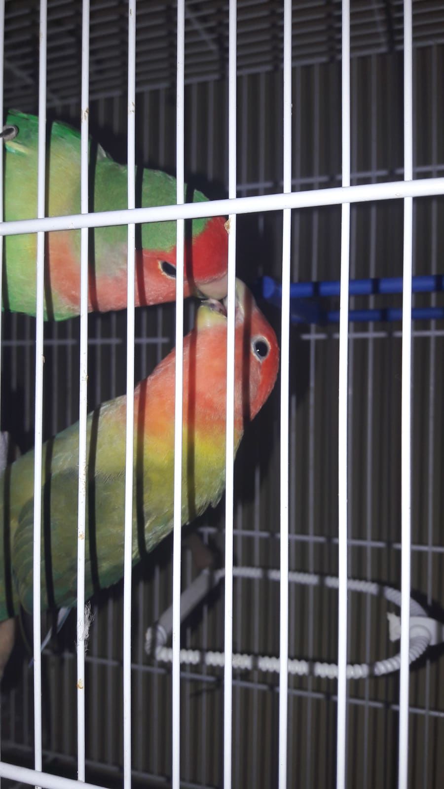 Pirri, sos per un pappagallino inseparabile smarrito: “Il mio bimbo piange, aiutateci a ritrovarlo”