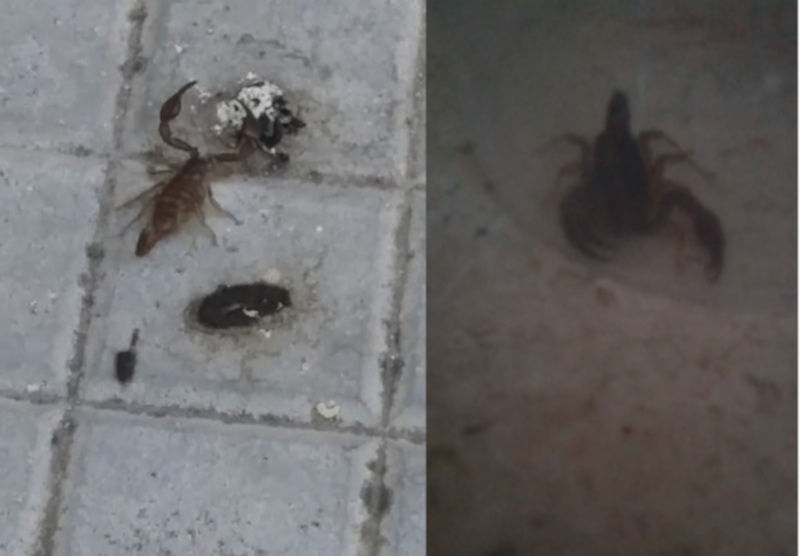 Cagliari, scorpioni a San Benedetto: “Trovati dentro i palazzi e nei giardini”