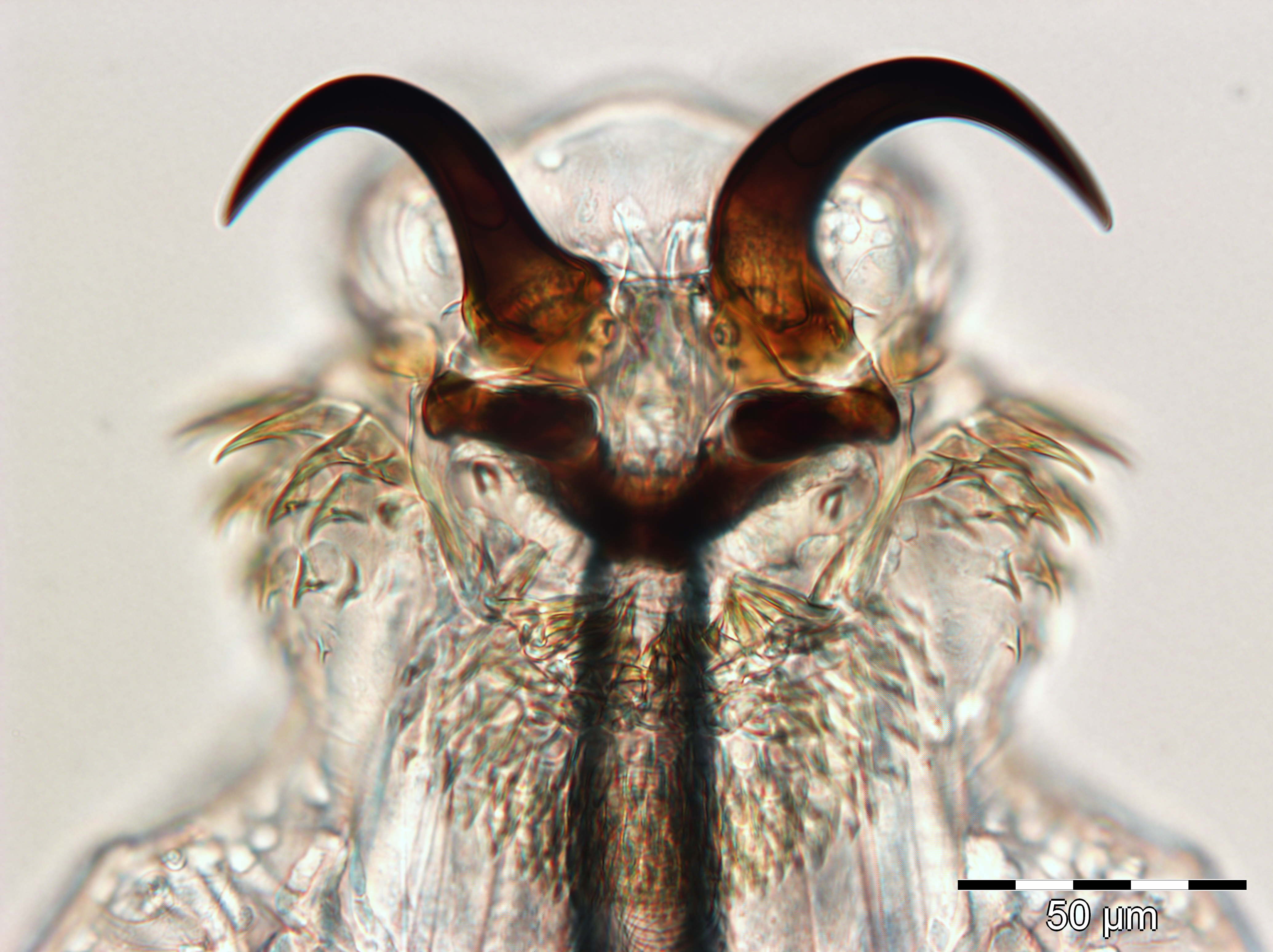 “La mosca sparalarve colpisce quasi tutte le pecore della Sardegna e non risparmia l’uomo”