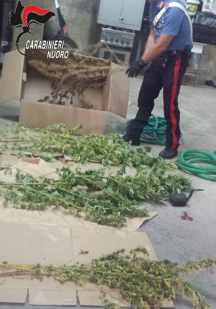 Tortolì, scoperto 40enne con il pollice verde, ma quello illegale: in casa 20 piante di marijuana