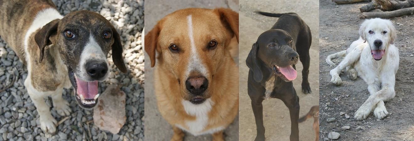 Leishmaniosi, scoperta una nuova cura per salvare gli amici a quattro zampe