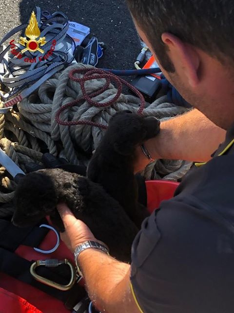 Due dolcissimi cagnetti salvati a Nurri dai vigili del fuoco: erano incastrati tra i rifiuti
