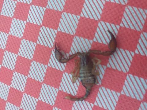 Dentro le case, nei bar e sui prati: boom di scorpioni avvistati a Cagliari