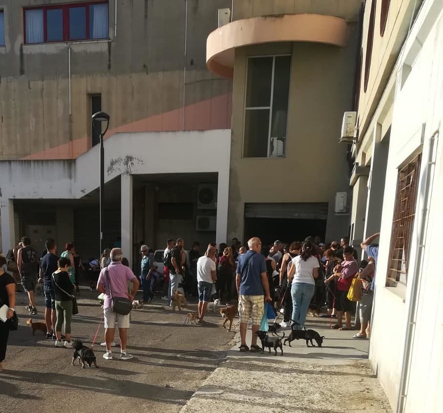 Il buon esempio arriva da Assemini: microchip gratis per 240 cani