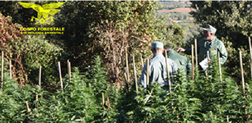 Mimetizzate tra la fitta vegetazione 90 piante di marijuana: maxi sequestro nel Nuorese