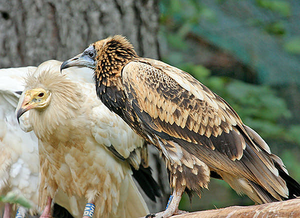 Lieto evento ad Alghero: è nato “Primo”, rarissimo avvoltoio a rischio estinzione