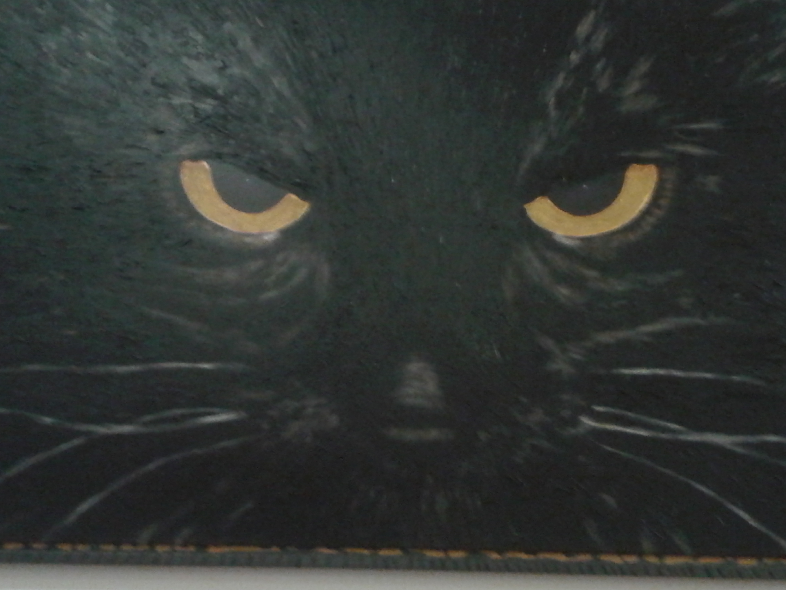 Gatto nero day, iscrizioni dei propri animali all’albo fino al 24 novembre