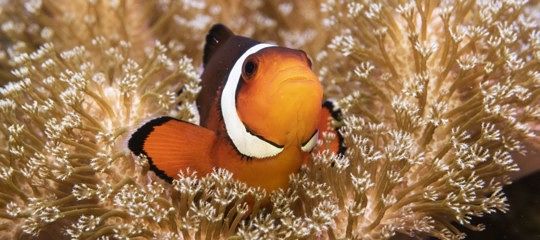 Ambiente, il pesce pagliaccio non si adatta e rischia di sparire