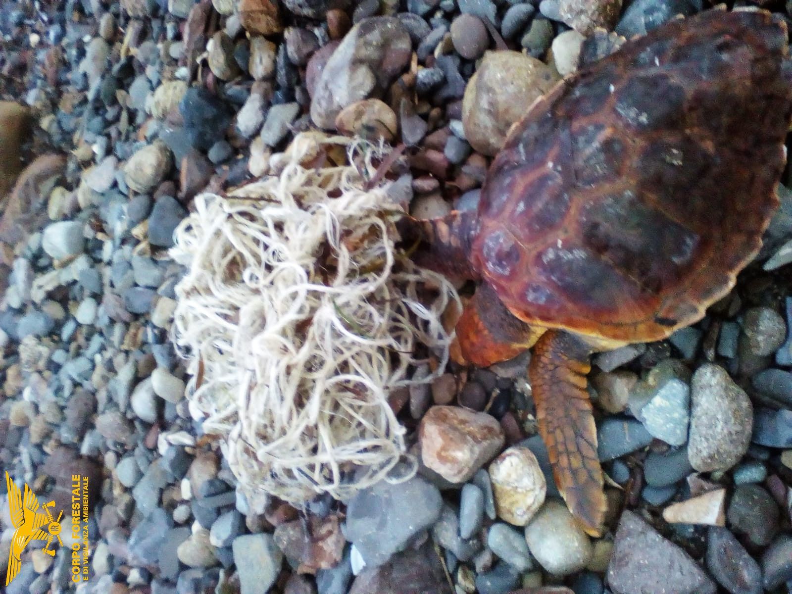 Carloforte, tartaruga Caretta caretta salvata dalla morte grazie al grande cuore di un cittadino