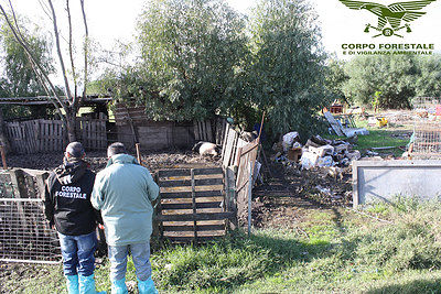 Scoperti due allevamenti illegali di maiali a Sestu e San Gavino