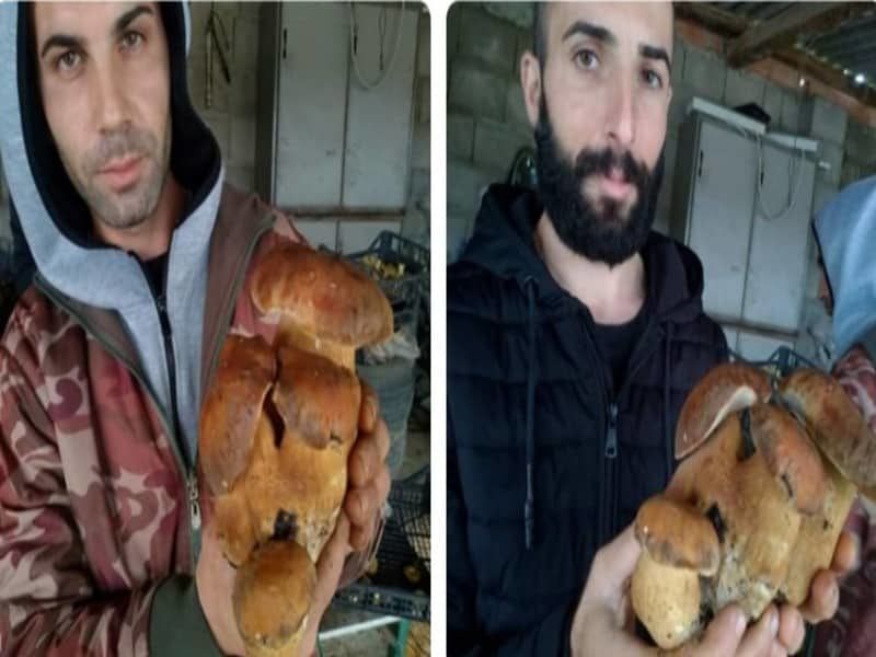 L’ottimo raccolto di due fratelli sardi in Barbagia: maxi porcino da un chilo