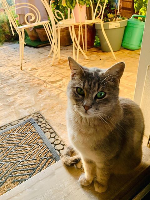 “Ho trovato questa gattina a Cagliari ma non posso tenerla: sos per trovarle una famiglia”