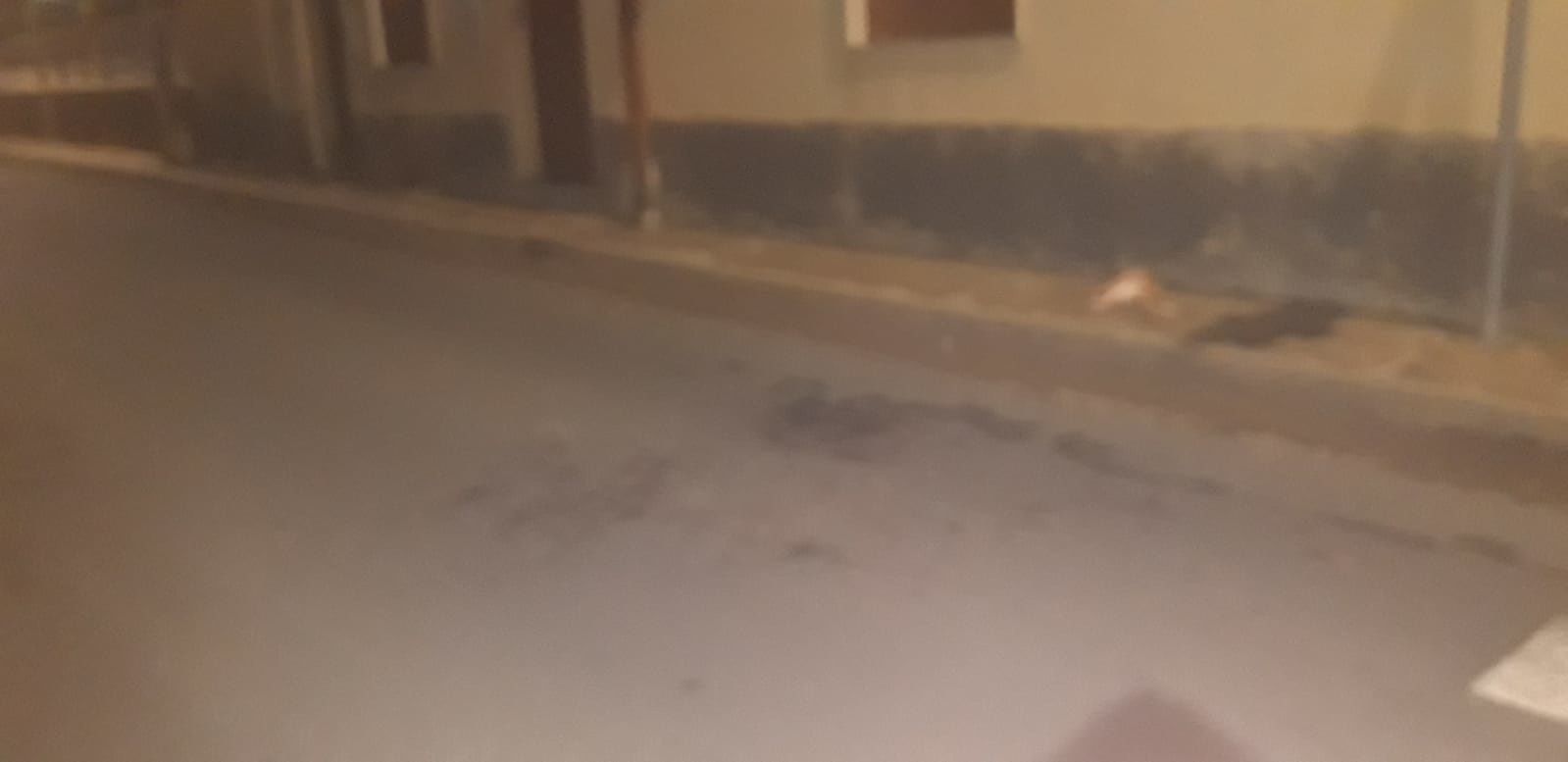 “Un altro gatto investito e ucciso in via Don Bosco a Selargius, ora basta: mettete l’autovelox”