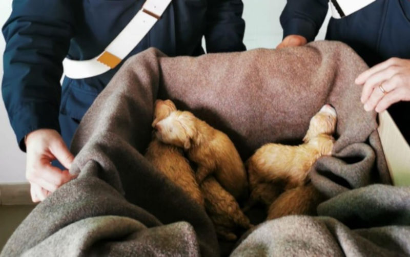 Orrore in Sardegna, 6 cuccioli di cane chiusi in un sacco salvati all’ultimo dai carabinieri