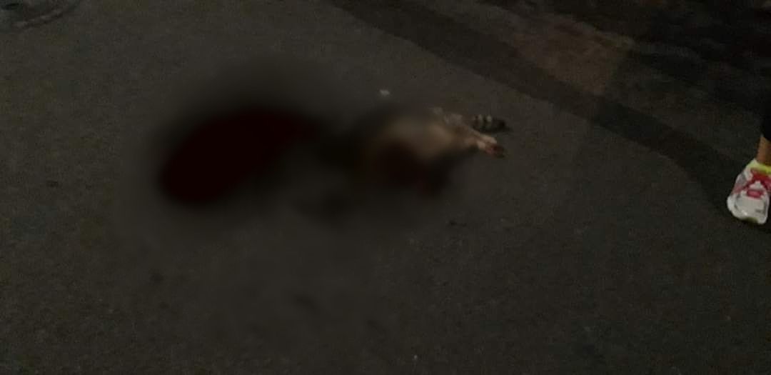 Selargius, un altro gatto investito e ucciso in via Don Bosco: “Qui rischiano anche le persone”