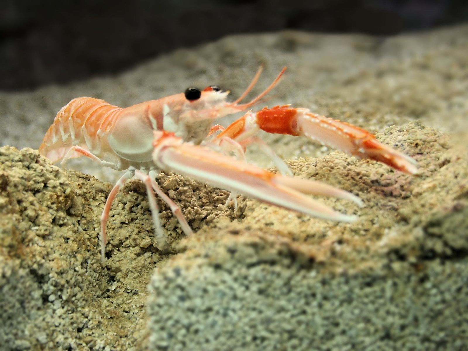 Scampi e gamberi viola contaminati dalle microplastiche: la ricerca dell’Università di Cagliari