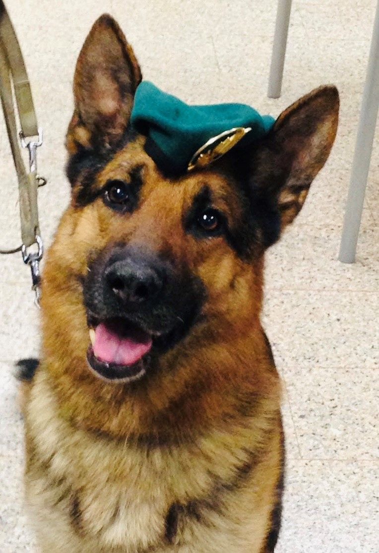 Guardia di Finanza sarda in lutto, è morto il cane antidroga Zatto: “Ha fatto arrestare 51 persone”