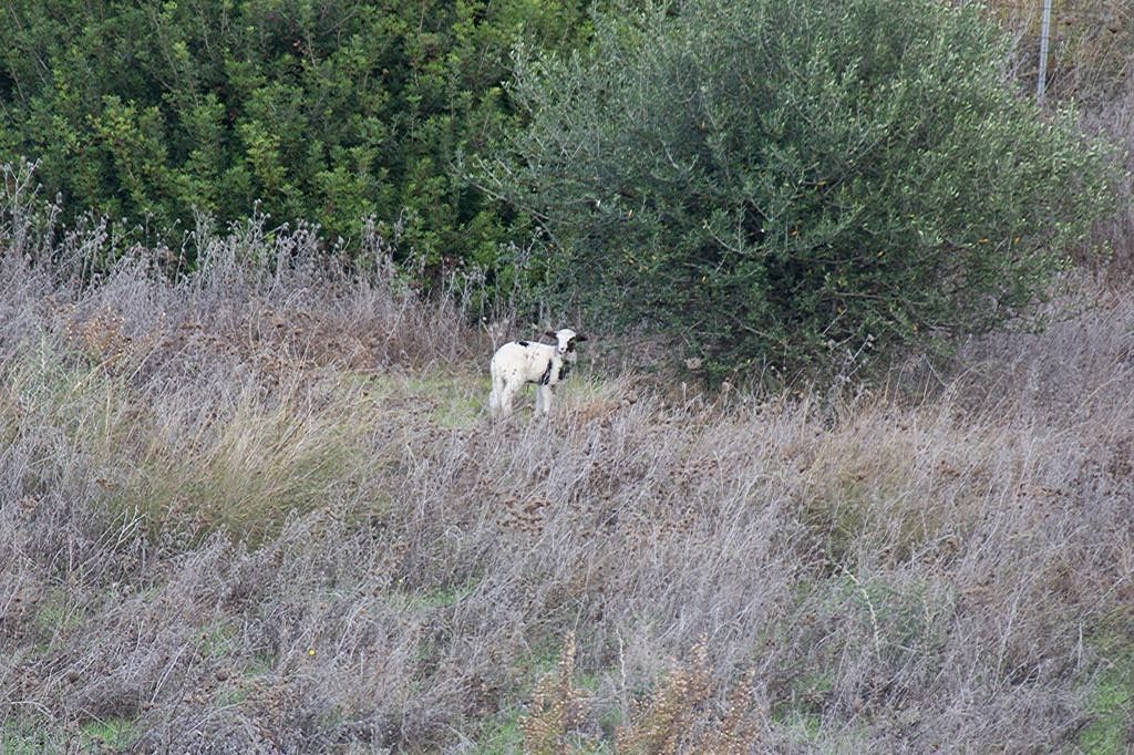 Sos sulla 554 per una capretta terrorizzata sulla 554: salvata dai passanti
