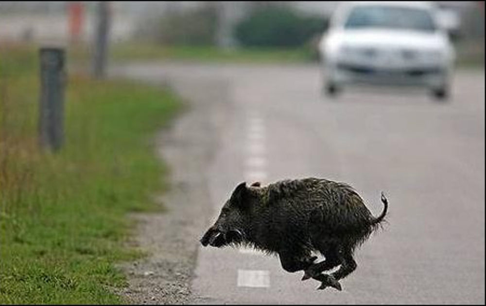 “In Sardegna in un anno oltre cento incidenti stradali causati da cinghiali”