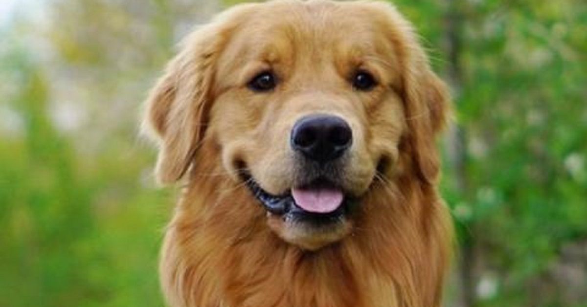 A Cagliari un raduno dei bellissimi retriever: ecco quando