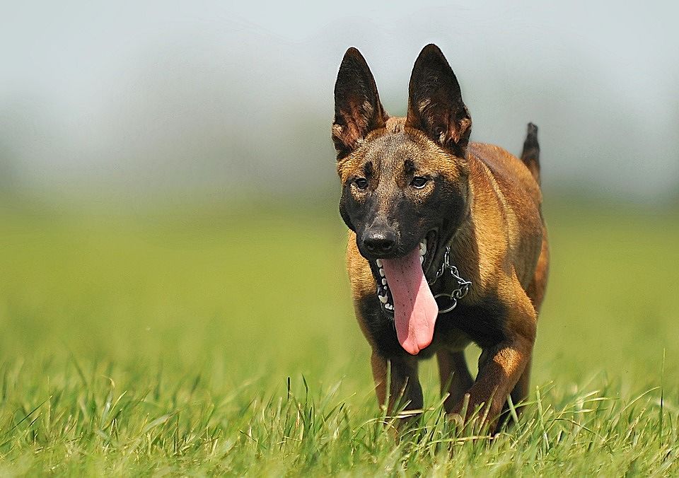 Choc in Austria: militare sbranato in caserma dai propri cani Malinois