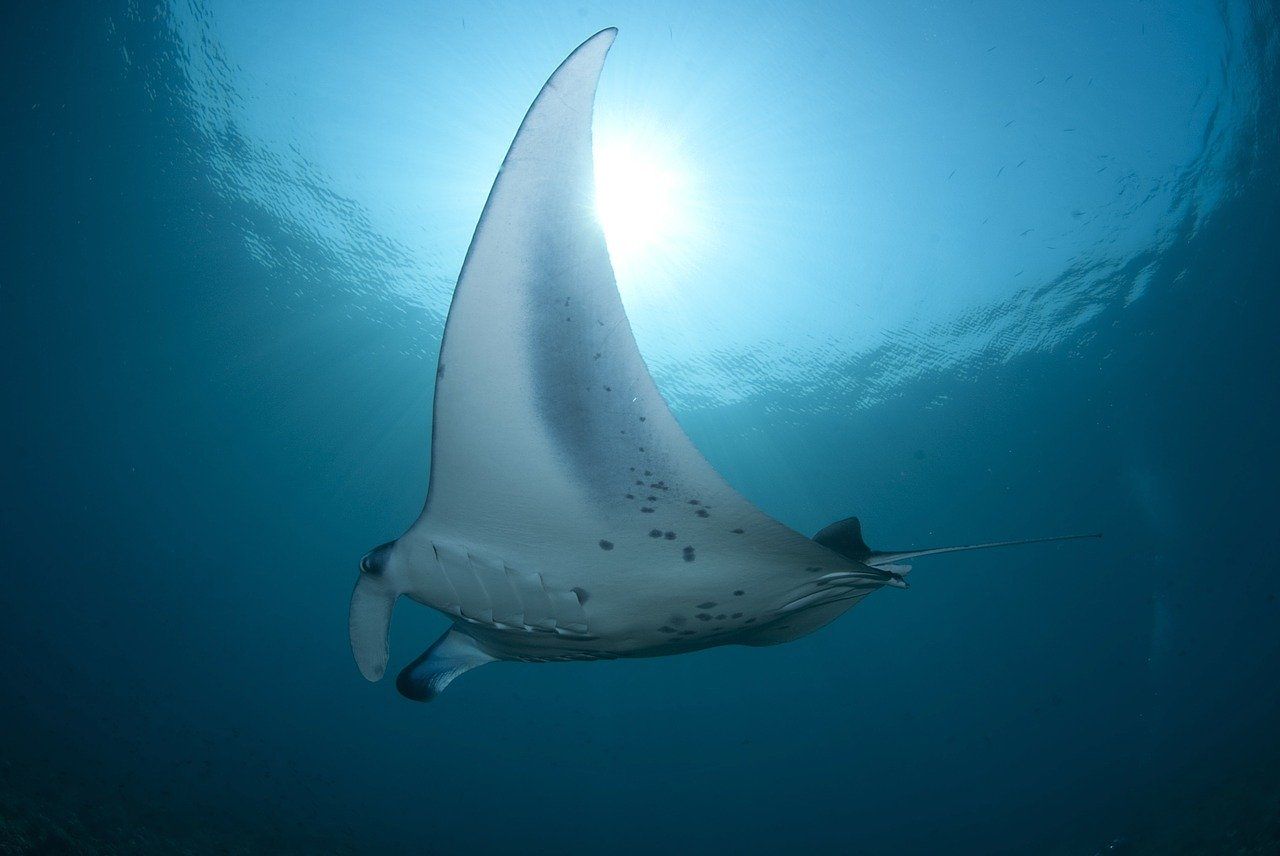 Ragazzo dodicenne italiano paralizzato dopo la puntura di un Trigone, una specie simile alla Manta