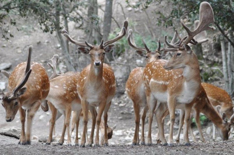 Esercitazioni a Capo Frasca, Pili lancia l’allarme: “Vogliono bombardare i daini”