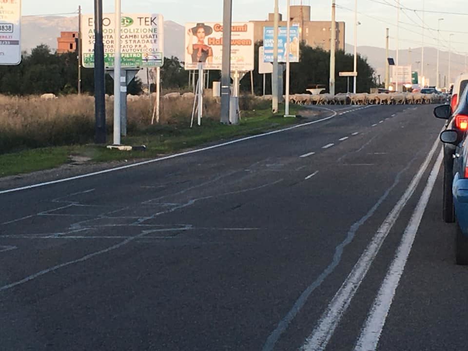 Cagliari, viale Marconi invaso da un gregge di pecore: “Traffico paralizzato”