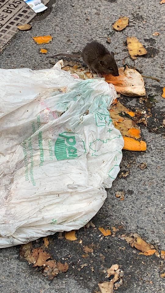 Cagliari, un topo scorrazza nella spazzatura in via Rossini: è ancora emergenza rifiuti