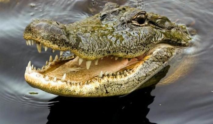 Morde una dipendente dello zoo, coccodrillo raro ucciso a Zurigo