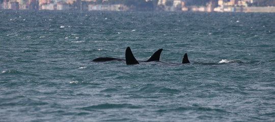 “Le orche avvistate a Scilla”: hanno percorso 6mila chilometri