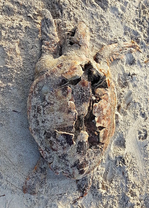 Alghero, tartaruga trovata morta in spiaggia: forse uccisa da un’elica