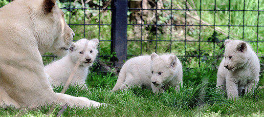Ong compra un intero zoo con una colletta per liberare gli animali