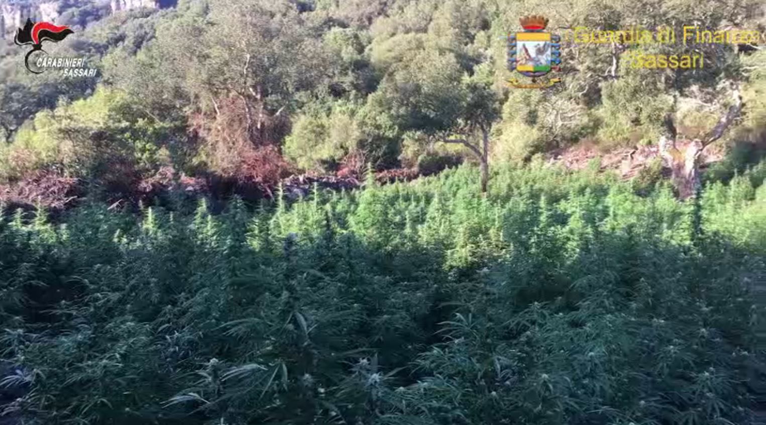 Sequestrate dalla Finanza tre piantagioni di marijuana tra Padria e Romana: indagate 5 persone