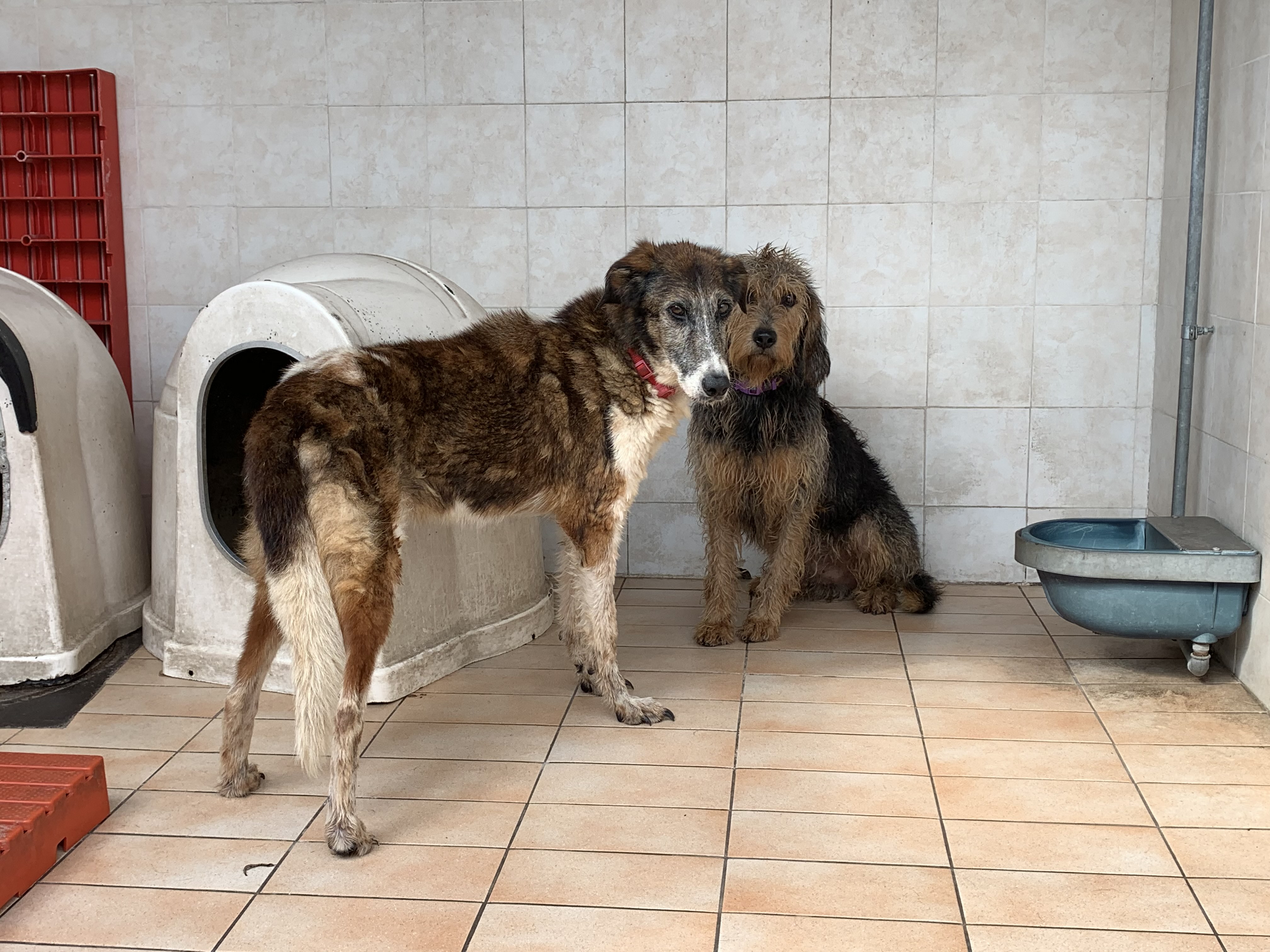 Cagliari, il canile comunale chiude a gennaio: “Via San Paolo è la sede ideale”