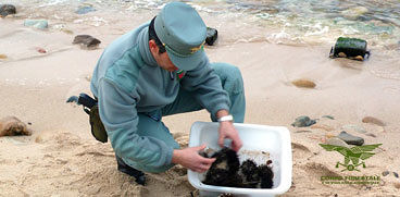 Cagliari, stretta di Asl e Forestali sui ricci di mare: chiusi due ristoranti per gravi irregolarità igieniche