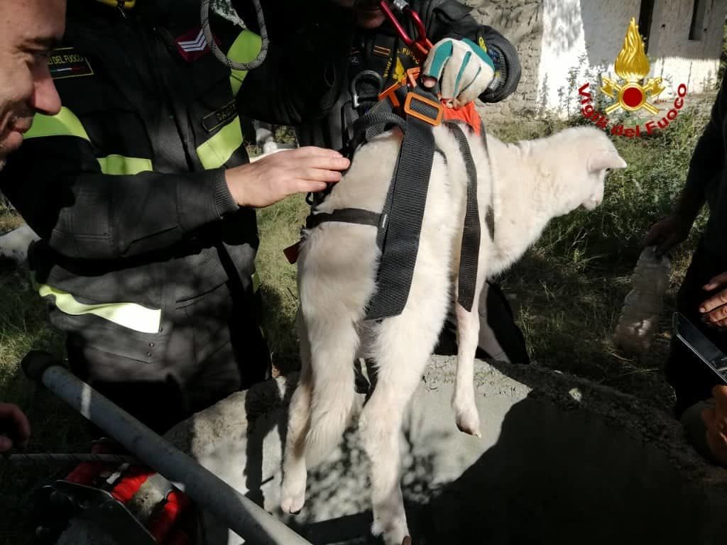 Pecora precipita dentro un pozzo a Maracalagonis: salvata dai Vigili del fuoco