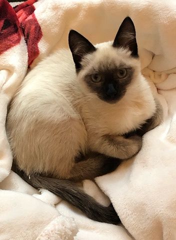 Nuvola è scomparsa da Assemini: chi l’ha vista?