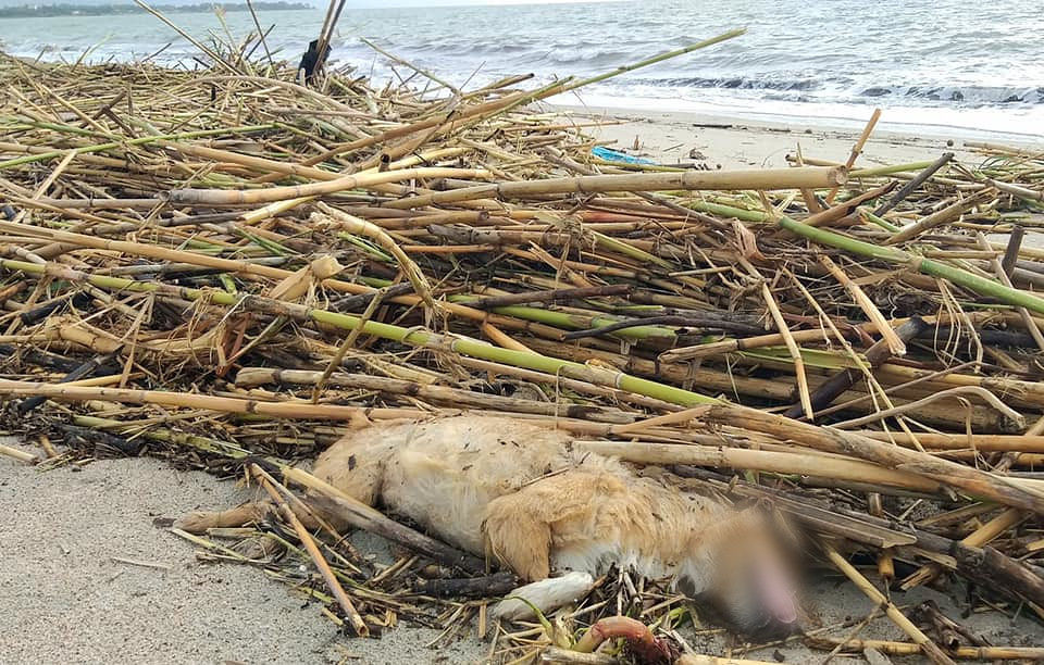 Mareggiate fortissime, nella spiaggia del Poetto cani e maiali morti: le foto choc