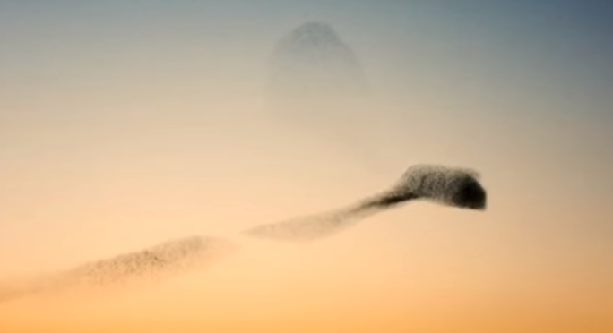 La magica danza degli storni nel cielo di Sant’Antioco: lo spettacolo al tramonto