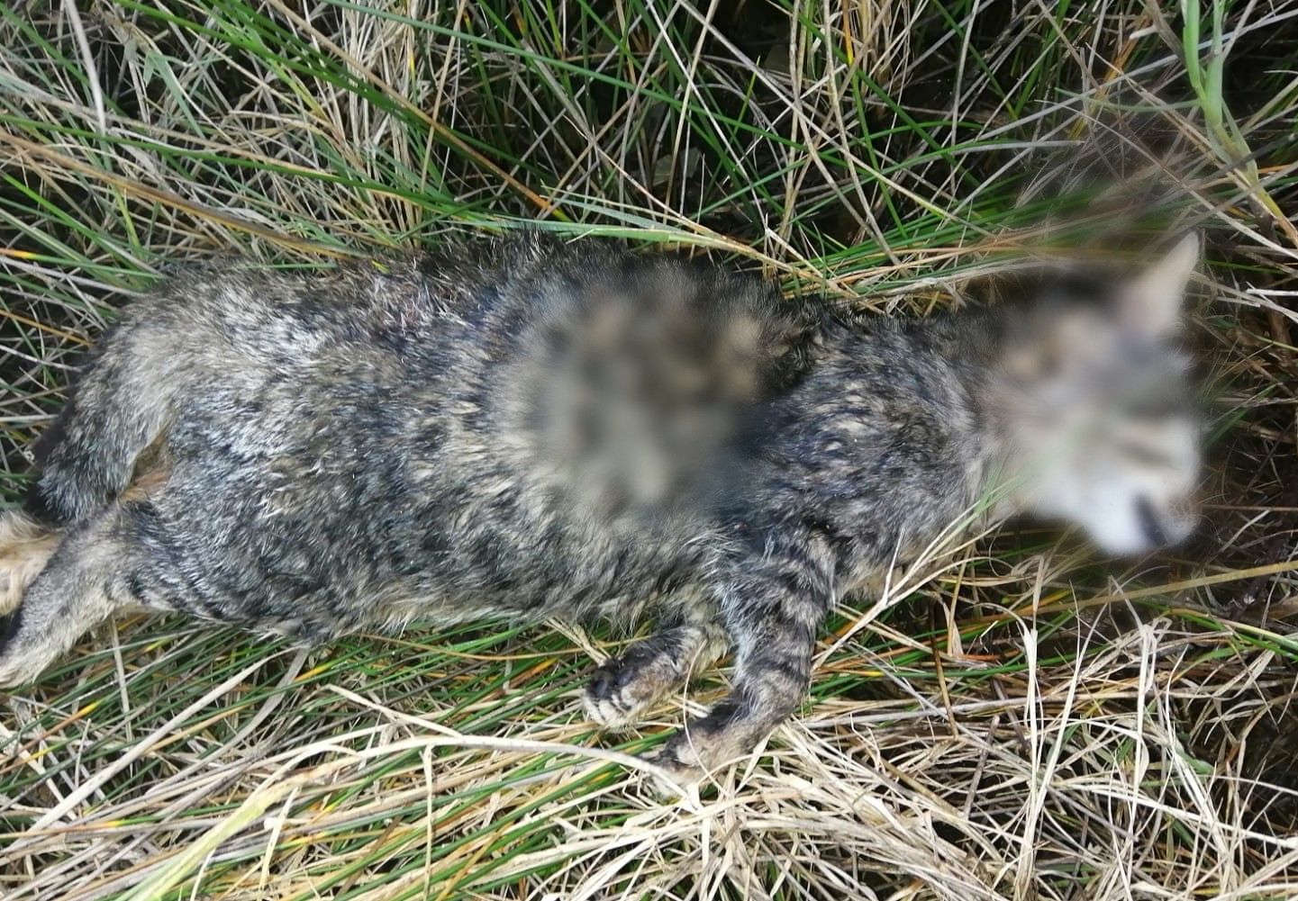 Quartu, sangue e orrore al Poetto: “Hanno ucciso i gatti della colonia”