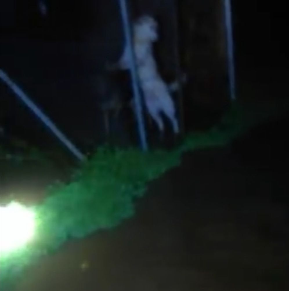 Emergenza a Gonnosfanadiga, il maxi temporale allaga il rifugio dei cani: “Venite con una ruspa”