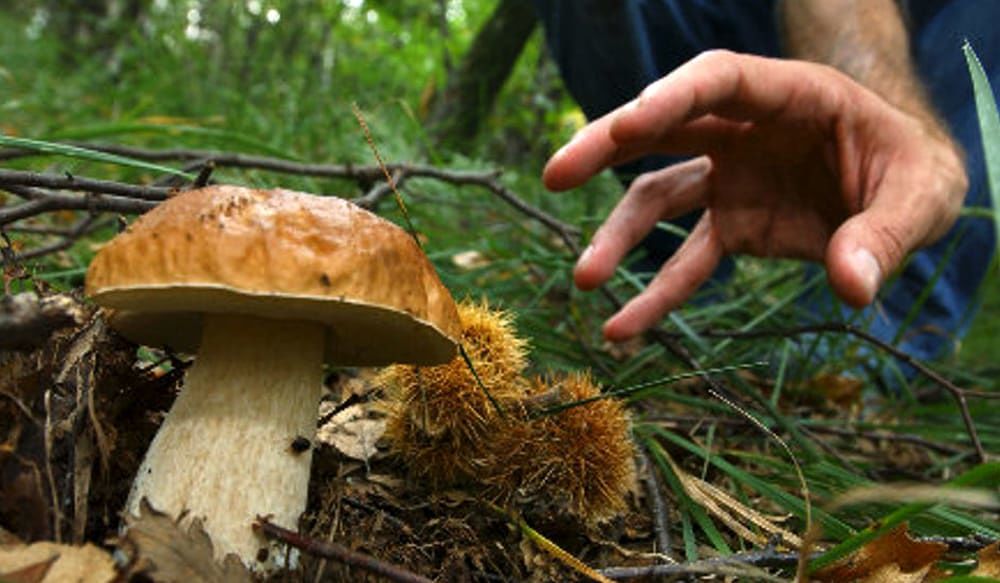 Intossicazione da funghi: quattro casi nel Medio Campidano