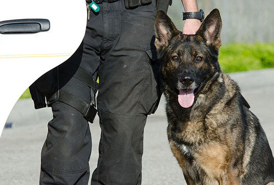 Cagliari, lotta a spaccio e bulli nelle scuole: il Comune manda nelle classi la municipale coi cani