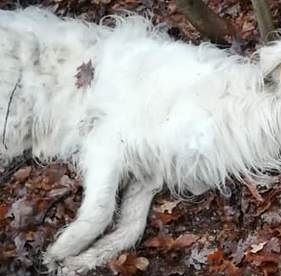 “Cane trascinato con l’auto a Oniferi: atto crudele e barbaro verso una creatura indifesa”