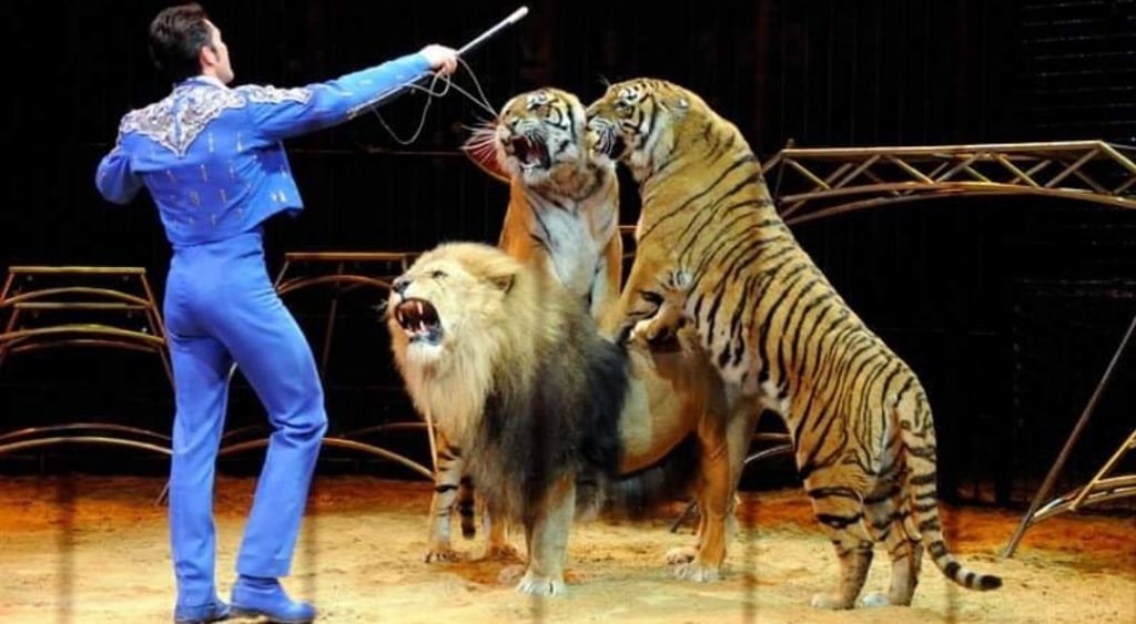 A Cagliari niente circhi con animali, coccodrilli e bisonti americani sbarcano a Sestu